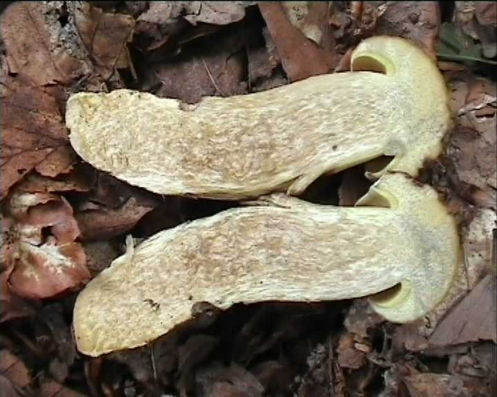 Leccinum crocipodium  (letellier)  Watling